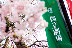 国立劇場の桜,国立劇場,芸術,歌舞伎,演劇,東京都,千代田区,劇場,さくら,桜,花,フラワー,春,spring,tokyo,flower,名所,満開,咲く,神代曙,鮮やか,紅色,旗,フラッグ,blossom,japan
