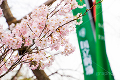 国立劇場の桜,国立劇場,芸術,歌舞伎,演劇,東京都,千代田区,劇場,さくら,桜,花,フラワー,春,spring,tokyo,flower,名所,満開,咲く,神代曙,鮮やか,紅色,旗,フラッグ,blossom