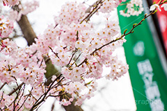 国立劇場の桜,国立劇場,芸術,歌舞伎,演劇,東京都,千代田区,劇場,さくら,桜,花,フラワー,春,spring,tokyo,flower,名所,満開,咲く,神代曙,鮮やか,紅色,旗,フラッグ,blossom,japan