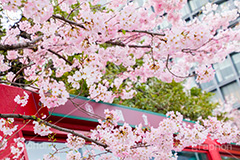 国立劇場の桜,国立劇場,芸術,歌舞伎,演劇,東京都,千代田区,劇場,さくら,桜,花,フラワー,春,spring,tokyo,flower,名所,満開,咲く,神代曙,鮮やか,紅色,blossom,japan