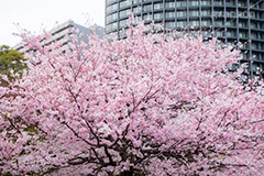 国立劇場の桜,国立劇場,芸術,歌舞伎,演劇,東京都,千代田区,劇場,さくら,桜,花,フラワー,春,spring,tokyo,flower,名所,満開,咲く,神代曙,鮮やか,紅色,blossom,japan