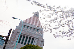 国会議事堂と桜,さくら,桜,開花,つぼみ,春,フラワー,国会議事堂,国会,中枢,国,国家,日本,japan,spring,flower,政治,政治家,議員,議会,霞が関,politics,government,政権,権力,選挙,デモ,シンボル,symbol,帝国,参議院,衆議院,永田町,ソメイヨシノ,blossom,tokyo