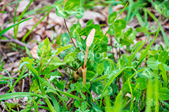 野に咲くつくし,つくし,ツクシ,土筆,野菜,スギナ,春,spring,季節,野原,雑草,季語