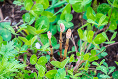 野に咲くつくし,つくし,ツクシ,土筆,野菜,スギナ,春,spring,季節,野原,雑草,季語