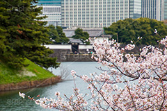 皇居と桜,桜,さくら,春,フラワー,ソメイヨシノ,皇居,池,堀,お堀,内堀,溜池,天皇,宮殿,東京,千代田区,大手町,桜田門,重要文化財,japan,tokyo,spring,flower,blossom