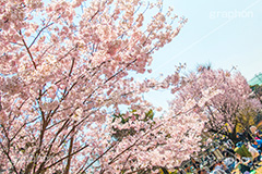 碑文谷公園の桜,碑文谷,公園,さくら,桜,春,フラワー,学芸大学,japan,spring,flower,park,花見,満開,目黒区,blossom