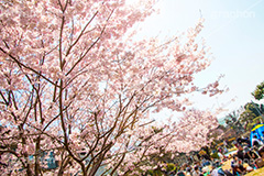 碑文谷公園の桜,碑文谷,公園,さくら,桜,春,フラワー,学芸大学,japan,spring,flower,park,花見,満開,目黒区,blossom