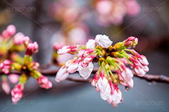 桜のつぼみと雨粒,つぼみ,雨粒,あめ,雨,水滴,開花,さくら,桜,春,フラワー,枝,ソメイヨシノ,blossom,japan,spring,flower