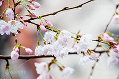 桜のつぼみと雨粒,つぼみ,雨粒,あめ,雨,水滴,開花,さくら,桜,春,フラワー,枝,ソメイヨシノ,blossom,japan,spring,flower