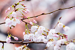 桜のつぼみと雨粒,つぼみ,雨粒,あめ,雨,水滴,開花,さくら,桜,春,フラワー,枝,ソメイヨシノ,blossom,japan,spring,flower