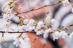 桜のつぼみと雨粒,つぼみ,雨粒,あめ,雨,水滴,開花,さくら,桜,春,フラワー,枝,ソメイヨシノ,blossom,japan,spring,flower
