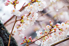 桜のつぼみと雨粒,つぼみ,雨粒,あめ,雨,水滴,開花,さくら,桜,春,フラワー,枝,ソメイヨシノ,blossom,japan,spring,flower