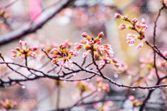 桜のつぼみと雨粒,つぼみ,雨粒,あめ,雨,水滴,開花,さくら,桜,春,フラワー,枝,ソメイヨシノ,blossom,japan,spring,flower