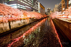 目黒川の桜ライトアップ,目黒川の桜,桜,ソメイヨシノ,そめいよしの,さくら,サクラ,桜まつり,花見,お花見,花,お花,フラワー,はな,綺麗,きれい,キレイ,満開,咲,春,目黒川,目黒,目黒区,ライトアップ,夜景,夜桜,ちょうちん,提灯,花弁,はなびら,反射,河川,川,不動前,リフレクション,reflection,flower,blossom,japan,night,tokyo,spring