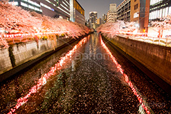 目黒川の桜ライトアップ,目黒川の桜,桜,ソメイヨシノ,そめいよしの,さくら,サクラ,桜まつり,花見,お花見,花,お花,フラワー,はな,綺麗,きれい,キレイ,満開,咲,春,目黒川,目黒,目黒区,ライトアップ,夜景,夜桜,ちょうちん,提灯,花弁,はなびら,反射,河川,川,不動前,リフレクション,reflection,flower,blossom,japan,night,tokyo,spring