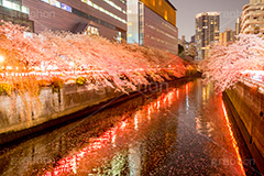 目黒川の桜ライトアップ,目黒川の桜,桜,ソメイヨシノ,そめいよしの,さくら,サクラ,桜まつり,花見,お花見,花,お花,フラワー,はな,綺麗,きれい,キレイ,満開,咲,春,目黒川,目黒,目黒区,ライトアップ,夜景,夜桜,ちょうちん,提灯,花弁,はなびら,反射,河川,川,不動前,リフレクション,reflection,flower,blossom,japan,night,tokyo,spring