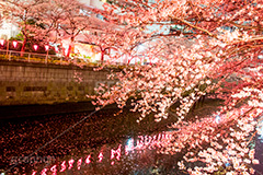 目黒川の桜ライトアップ,目黒川の桜,桜,ソメイヨシノ,そめいよしの,さくら,サクラ,桜まつり,花見,お花見,花,お花,フラワー,はな,綺麗,きれい,キレイ,満開,咲,春,目黒川,目黒,目黒区,ライトアップ,夜景,夜桜,ちょうちん,提灯,花弁,はなびら,反射,河川,川,不動前,リフレクション,reflection,flower,blossom,japan,night,tokyo,spring