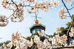 九段下の桜,武道館,九段下,牛ヶ淵,桜,ソメイヨシノ,さくら,サクラ,桜まつり,花見,お花見,花,お花,フラワー,はな,flower,綺麗,きれい,キレイ,満開,咲,祭り,まつり,春,千代田区,blossom,japan,spring