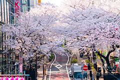 桜ヶ丘の桜,桜ヶ丘,渋谷,しぶや,坂,渋谷の桜,桜,ソメイヨシノ,そめいよしの,さくら,サクラ,桜まつり,花見,お花見,花,お花,フラワー,はな,flower,綺麗,きれい,キレイ,満開,咲,春,shibuya,blossom,japan,spring