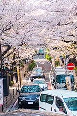 桜ヶ丘の桜,桜ヶ丘,渋谷,しぶや,坂,渋谷の桜,桜,ソメイヨシノ,そめいよしの,さくら,サクラ,桜まつり,花見,お花見,花,お花,フラワー,はな,flower,綺麗,きれい,キレイ,満開,咲,春,shibuya,blossom,japan,spring