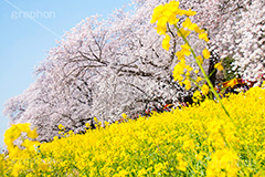 熊谷桜堤の桜,熊谷桜堤,熊谷,埼玉,荒川,堤防,名所,桜,ソメイヨシノ,そめいよしの,さくら,サクラ,菜の花,菜の花畑,桜まつり,花見,お花見,花,お花,フラワー,はな,flower,綺麗,きれい,キレイ,満開,咲,春,blossom,japan,spring,黄色,アブラナ,あぶらな,アブラナ科,セイヨウアブラナ,青空