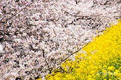 桜と菜の花,熊谷桜堤の桜,熊谷桜堤,熊谷,埼玉,荒川,堤防,名所,桜,ソメイヨシノ,そめいよしの,さくら,サクラ,菜の花,菜の花畑,桜まつり,花見,お花見,花,お花,フラワー,はな,綺麗,きれい,キレイ,満開,咲,春,黄色,アブラナ,あぶらな,アブラナ科,セイヨウアブラナ,flower,blossom,japan,spring