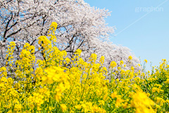 桜と菜の花,熊谷桜堤の桜,熊谷桜堤,熊谷,埼玉,荒川,堤防,名所,桜,ソメイヨシノ,そめいよしの,さくら,サクラ,菜の花,菜の花畑,桜まつり,花見,お花見,花,お花,フラワー,はな,綺麗,きれい,キレイ,満開,咲,春,黄色,アブラナ,あぶらな,アブラナ科,セイヨウアブラナ,青空,flower,blossom,japan,spring