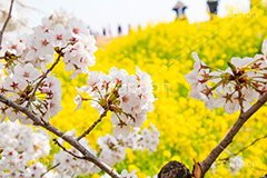 熊谷桜堤の桜,熊谷桜堤,熊谷,埼玉,荒川,堤防,名所,桜,ソメイヨシノ,そめいよしの,さくら,サクラ,菜の花,菜の花畑,桜まつり,花見,お花見,花,お花,フラワー,はな,flower,綺麗,きれい,キレイ,満開,咲,春,blossom,japan,spring,黄色,アブラナ,あぶらな,アブラナ科,セイヨウアブラナ