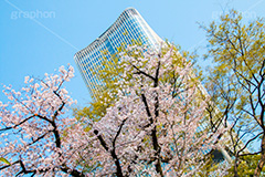 ミッドタウン日比谷と桜,日比谷公園の桜,日比谷公園,千代田区,有楽町,日比谷,公園,東京ミッドタウン日比谷,商業施設,ビル,桜,さくら,サクラ,花見,お花見,花,お花,フラワー,はな,flower,春,blossom,japan,spring,青空