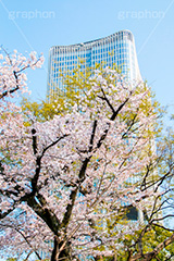 ミッドタウン日比谷と桜,日比谷公園の桜,日比谷公園,千代田区,有楽町,日比谷,公園,東京ミッドタウン日比谷,商業施設,ビル,桜,さくら,サクラ,花見,お花見,花,お花,フラワー,はな,flower,春,blossom,japan,spring,青空