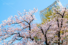 ミッドタウン日比谷と桜,日比谷公園の桜,日比谷公園,千代田区,有楽町,日比谷,公園,東京ミッドタウン日比谷,商業施設,ビル,桜,さくら,サクラ,花見,お花見,花,お花,フラワー,はな,flower,春,blossom,japan,spring,青空
