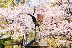 日比谷公園の桜,日比谷公園,千代田区,日比谷,公園,東京,桜,さくら,サクラ,花見,お花見,花,お花,フラワー,はな,flower,春,blossom,japan,spring,庭園,噴水,池,鶴