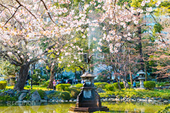 日比谷公園の桜,日比谷公園,千代田区,日比谷,公園,東京,桜,さくら,サクラ,花見,お花見,花,お花,フラワー,はな,flower,春,blossom,japan,spring,庭園,噴水,池,鶴