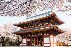池上本門寺の桜,池上本門寺,寺,参拝,大田区,日蓮宗,池上,桜,さくら,サクラ,花見,お花見,花,お花,フラワー,はな,春,blossom,japan,spring,flower