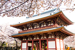 池上本門寺の桜,池上本門寺,寺,参拝,大田区,日蓮宗,池上,桜,さくら,サクラ,花見,お花見,花,お花,フラワー,はな,春,blossom,japan,spring,flower