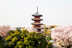 池上本門寺の桜,池上本門寺,寺,参拝,大田区,五重塔,塔,日蓮宗,池上,桜,さくら,サクラ,花見,お花見,花,お花,フラワー,はな,春,blossom,japan,spring,flower