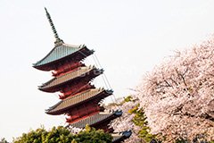 池上本門寺の桜,池上本門寺,寺,参拝,大田区,五重塔,塔,日蓮宗,池上,桜,さくら,サクラ,花見,お花見,花,お花,フラワー,はな,春,blossom,japan,spring,flower