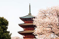 池上本門寺の桜,池上本門寺,寺,参拝,大田区,五重塔,塔,日蓮宗,池上,桜,さくら,サクラ,花見,お花見,花,お花,フラワー,はな,春,blossom,japan,spring,flower