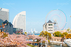 みなとみらいの桜,桜,さくら,サクラ,花見,お花見,花,お花,フラワー,はな,flower,春,blossom,japan,spring,みなとみらい,横浜,よこはま,ヨコハマ,神奈川県,ベイサイド,コスモワールド,ヨコハマ・グランド・インターコンチネンタル・ホテル,ドックの水門,水門,１号ドック, ドッグヤード, 水門橋,青空