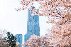 ランドマークタワーと桜,みなとみらいの桜,桜,さくら,サクラ,花見,お花見,満開,花,お花,フラワー,はな,flower,春,blossom,japan,spring,みなとみらい,横浜,よこはま,ヨコハマ,神奈川県,ベイサイド,ランドマークタワー, ランドマーク, タワー,桜吹雪