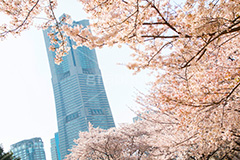 ランドマークタワーと桜,みなとみらいの桜,桜,さくら,サクラ,花見,お花見,満開,花,お花,フラワー,はな,flower,春,blossom,japan,spring,みなとみらい,横浜,よこはま,ヨコハマ,神奈川県,ベイサイド,ランドマークタワー, ランドマーク, タワー