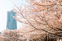 ランドマークタワーと桜,みなとみらいの桜,桜,さくら,サクラ,花見,お花見,満開,花,お花,フラワー,はな,flower,春,blossom,japan,spring,みなとみらい,横浜,よこはま,ヨコハマ,神奈川県,ベイサイド,ランドマークタワー, ランドマーク, タワー