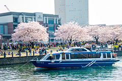 みなとみらいの桜,桜,さくら,サクラ,花見,お花見,花,お花,フラワー,はな,flower,春,blossom,japan,spring,みなとみらい,横浜,よこはま,ヨコハマ,神奈川県,ベイサイド,船,遊覧船