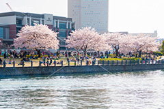みなとみらいの桜,桜,さくら,サクラ,花見,お花見,花,お花,フラワー,はな,flower,春,blossom,japan,spring,みなとみらい,横浜,よこはま,ヨコハマ,神奈川県,ベイサイド
