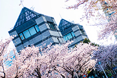 みなとみらいの桜,桜,さくら,サクラ,花見,お花見,花,お花,フラワー,はな,flower,春,blossom,japan,spring,みなとみらい,横浜,よこはま,ヨコハマ,神奈川県,ベイサイド,ドックの水門,水門,１号ドック, ドッグヤード, 水門橋