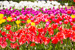 チューリップ畑,チューリップ,ちゅーりっぷ,花,お花,フラワー,はな,花畑,キレイ,きれい,綺麗,満開,咲,咲いた,さいた,春,花壇,tulip,spring,flower