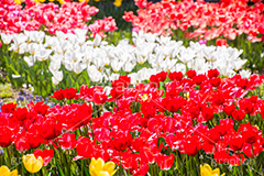 チューリップ畑,チューリップ,ちゅーりっぷ,花,お花,フラワー,はな,花畑,キレイ,きれい,綺麗,満開,咲,咲いた,さいた,春,花壇,tulip,spring,flower