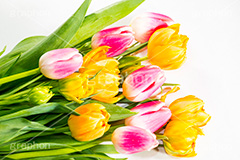 チューリップの花束,チューリップ,ちゅーりっぷ,花束,プレゼント,花,お花,フラワー,はな,花屋,咲,春,tulip,spring,present,flower,生花