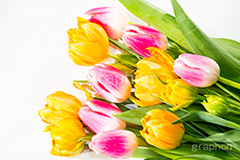チューリップの花束,チューリップ,ちゅーりっぷ,花束,プレゼント,花,お花,フラワー,はな,花屋,咲,春,tulip,spring,present,flower,生花