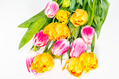 チューリップの花束,チューリップ,ちゅーりっぷ,花束,プレゼント,花,お花,フラワー,はな,花屋,咲,春,tulip,spring,present,flower,生花